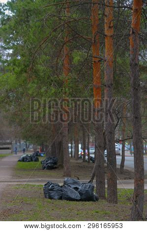 Spring Cleaning In The Park. Big Plastic Garbage Bags In The Park . Leaves And Garbage In The Bags.