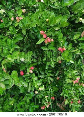 The Tree Has A Sour Taste Fruit Ball