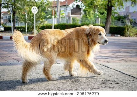 Full Body Of Old Male Golden Retriever Dog Walking On Village Street