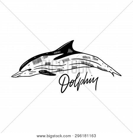 Dolphin Hand Drawn Vector Illustration. Engraving Style. Isolated On White Background.