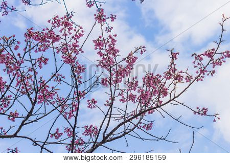 Prunus Cerasoides Or Cherry Blossom Or Sakura Flower On Blue Sky Background Phi Chi Fa Forest Park. 