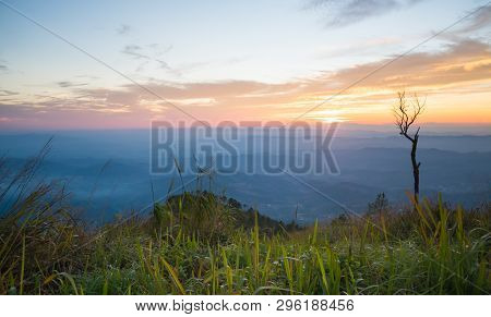 Gold Sunset Light With Dried Tree At Phu Langka National Park Thailand. Sunset Landscape Scene At Ph