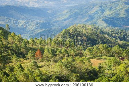 Outstanding Dried Tree Among Green Tree Forest Left Frame With Mountain Background. Outstanding Drie