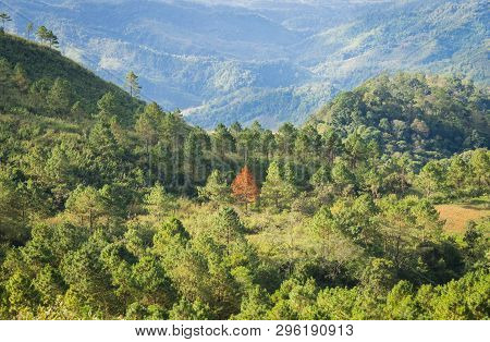 Outstanding Dried Tree Among Green Tree Forest With Mountain Background. Outstanding Dried Tree At L