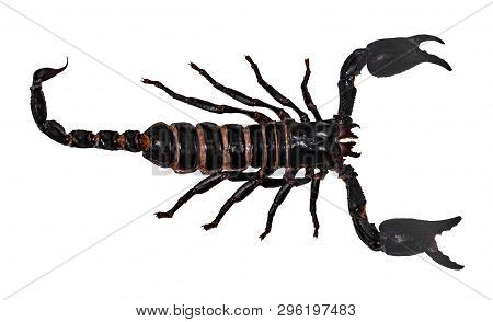 Black Scorpion Isolated On White Background (pandinus Longimanus).