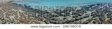 Hamelin Pool Is Hypersaline It Has Approximately Double The Salinity Of Normal Seawater Which Provid