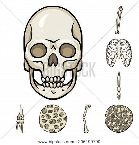 Vector Illustration Of Bone And Skeleton Symbol. Set Of Bone And Human Stock Vector Illustration.