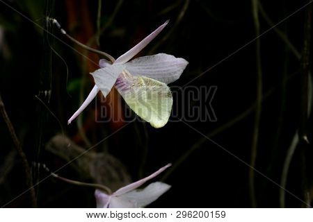 Dendrobium Crumenatum , Wild Orchid With While Petal , Good Smell, It's Bloom More When Whe Weather 