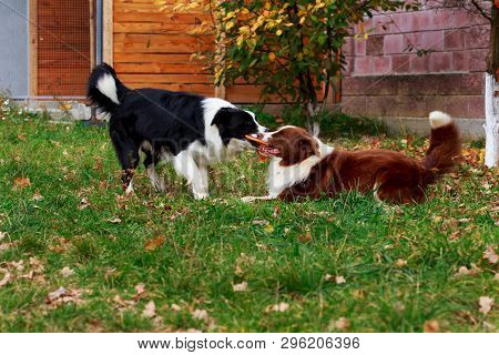 Two Dogs Of Breed Border Collie Playing In Frisby On The Garden