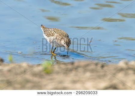 Sandpiper, Wood Sandpiper In Shallow Water (tringa Glareola) Wader Bird Sandpiper