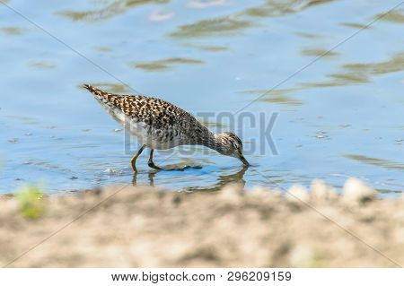 Sandpiper, Wood Sandpiper In Shallow Water (tringa Glareola) Wader Bird Sandpiper