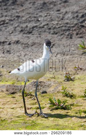 Pied Avocet (recurvirostra Avosetta) Black And White Wader Bird