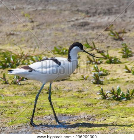 Pied Avocet (recurvirostra Avosetta) Black And White Wader Bird