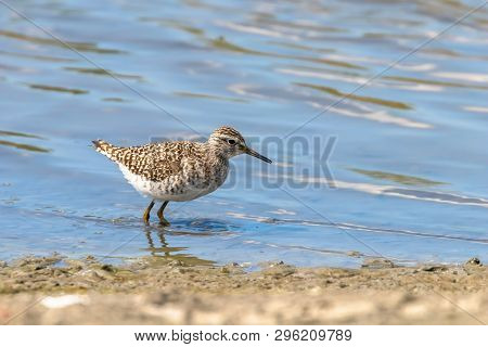 Sandpiper, Wood Sandpiper In Shallow Water (tringa Glareola) Wader Bird Sandpiper
