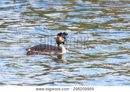 Great Crested Grebe On Water (podiceps Cristatus)