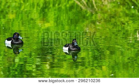 Two Males Tufted Duck Or Aythya Fuligula Swimming In River, Close-up Portrait, Selective Focus, Shal