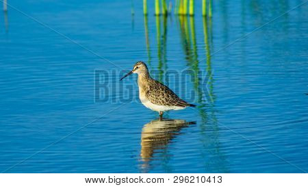 Curlew Sandpiper, Calidris Ferruginea, At Sea Shoreline Searching For Food, Close-up Portrait In Tid