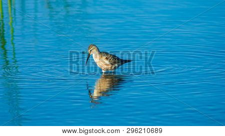 Curlew Sandpiper, Calidris Ferruginea, At Sea Shoreline Searching For Food, Close-up Portrait In Tid