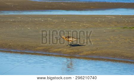 Male Bar-tailed Godwits Or Limosa Lapponica Walk At Seashore, Portrait, Selective Focus, Shallow Dof