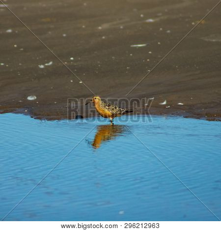 Shorebird Red Knot Or Calidris Canutus At Sea Shoreline Close-up Portrait, Selective Focus, Shallow 