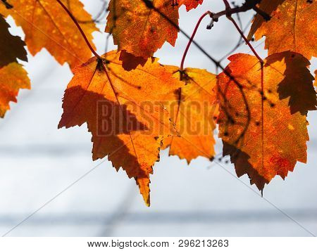 Leaves Of Amur Maple Or Acer Ginnala In Autumn Against Sunlight With Bokeh Background, Selective Foc