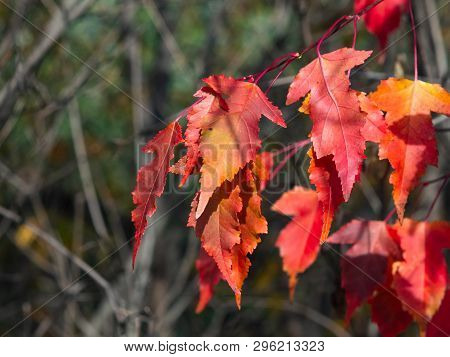 Leaves Of Amur Maple Or Acer Ginnala In Autumn Sunlight With Bokeh Background, Selective Focus, Shal