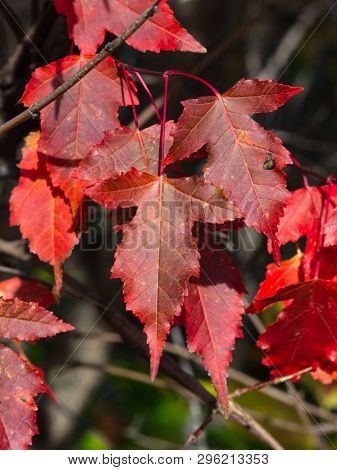 Leaves Of Amur Maple Or Acer Ginnala In Autumn Sunlight With Bokeh Background, Selective Focus, Shal