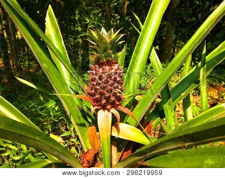Small Pineapple Growing In The Plant Protected By The Hooked Leaves.