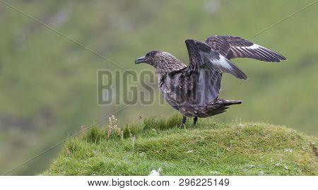 Great Skua Standing On A Green Grassy Knoll Calling For Its Partner