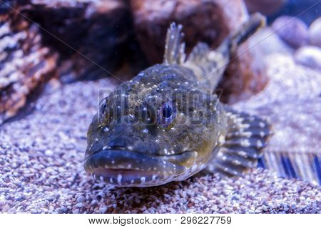 Bottom Fish Myoxocephalus Scorpius Lies On A Sandy Bottom