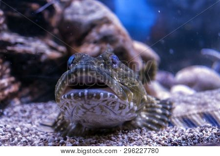 Bottom Fish Myoxocephalus Scorpius Lies On A Sandy Bottom