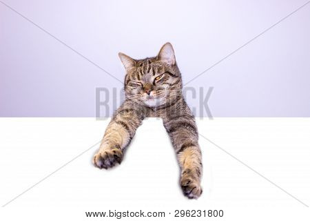 Funny Gray Tabby Cat Showing Placard With Space For Text. Lovely Cat With Yellow Eyes Holding Signbo