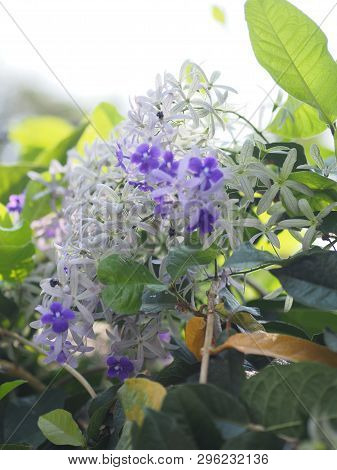 The Name Of The Flower Purple Wreath Have Purple Petals With Five Petals Resembling A Star