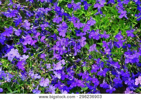 Blue Blooming Lobelia Erinus. Blue Flowers On A Green Background. Alpine Grasses In Full Bloom. Flor