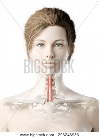 3d rendered medically accurate illustration of a womans sternohyoid