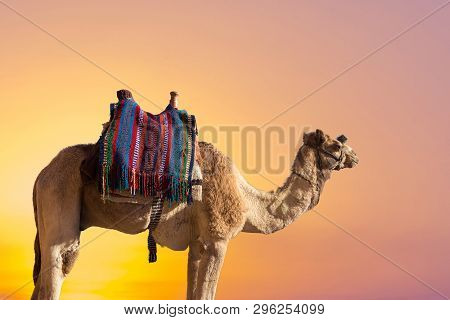 Dromedar Camel On The Background Of The Mountain Of St. Moses, Egypt, Sinai