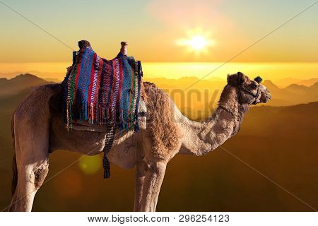 Dromedar Camel On The Background Of The Mountain Of St. Moses, Egypt, Sinai