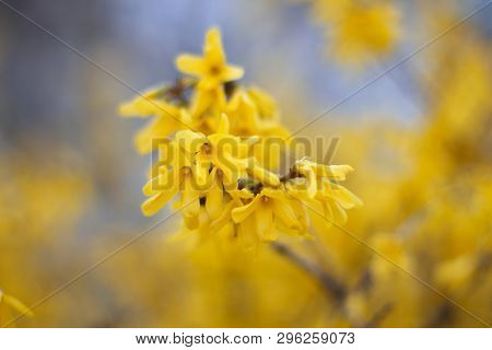 Branch Of Yellow Flowers With Blurred Background