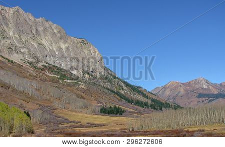 Evergreen Trees With Purple And Reddish Brown Shrubs On Mountainside Near Crested Butte, Colorado In