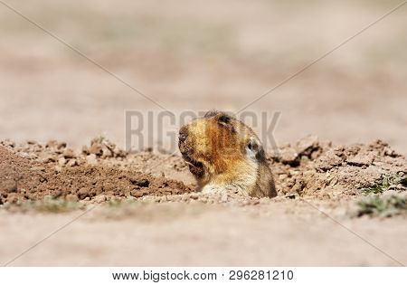 Close Up Of A Big-headed African Mole-rat, Bale Mountains, Ethiopia.