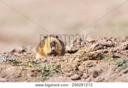 Close Up Of A Big-headed African Mole-rat, Bale Mountains, Ethiopia.