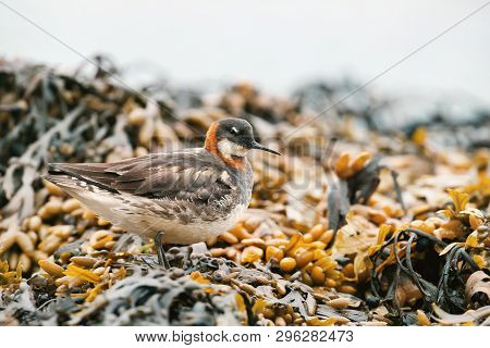 Close Up Of A Red-necked Phalarope (phalaropus Lobatus) In Seaweeds, Iceland.