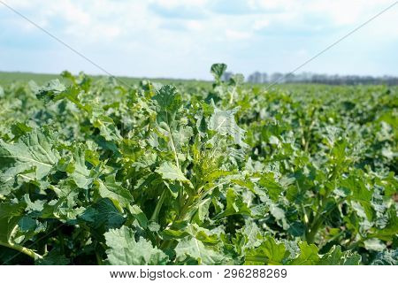 A Very Young Rapeseed Field In Spring.