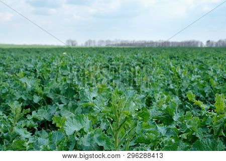 Field Of Young Fresh Green Colza In Spring