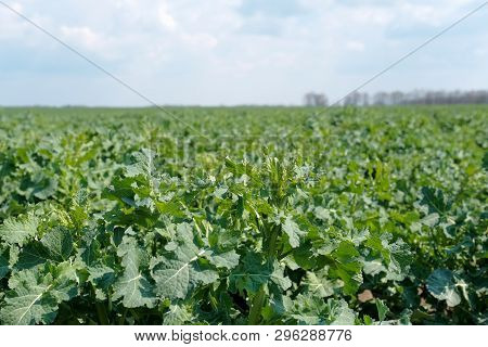 Field Of Young Fresh Green Rapeseed In Spring