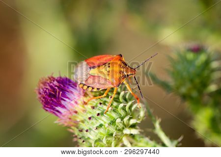 Close-up Of A Bug On A Plant