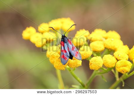 Close-up Of A Butterfly, Rambling On A Plant