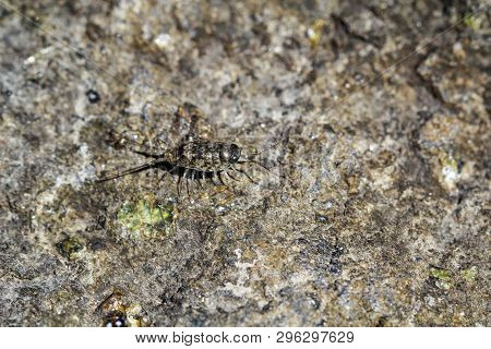 Close Up Of A Watter Assel On A Rock