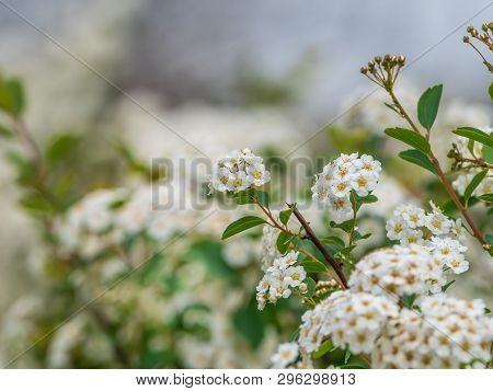 Scene With Spiraea Nipponica Flowers In Full Bloom.
