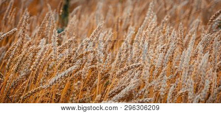 Golden Wheat Field And Sunny Day Wheat Field. Ears Of Golden Wheat Close Up. Beautiful Nature Sunset